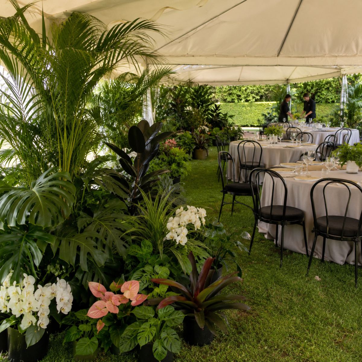 Boda en carpa con jardín tropical de palmas, monsteras y orquídeas