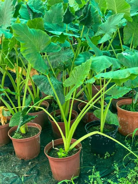 Alocasia (Alocasia macrorrhiza) cultivada en Vivero Rose, Panamá