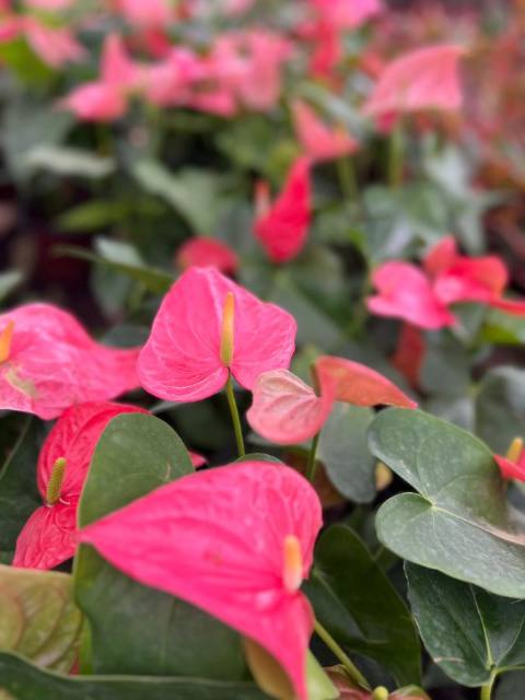 Anthurio (Anthurium andraeanum) cultivada en Vivero Rose, Panamá