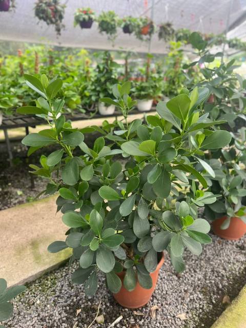 Clusia (Clusia guttifera) cultivada en Vivero Rose, Panamá