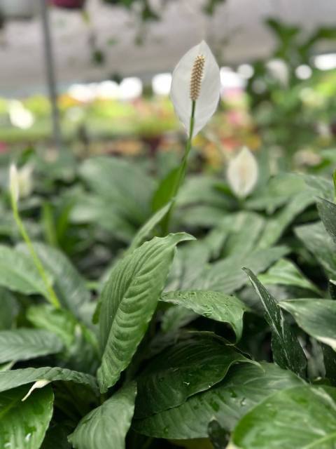 Espatifilo (Spathiphyllum spp.) cultivada en Vivero Rose, Panamá