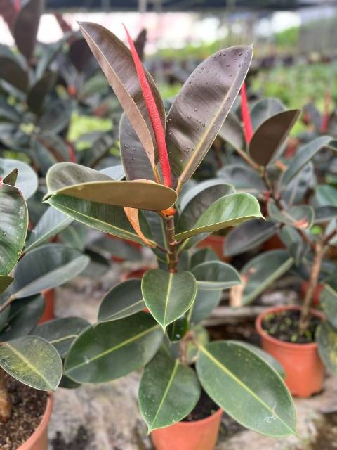 Ficus Elástica (Ficus elastica) cultivada en Vivero Rose, Panamá