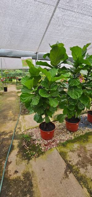 Ficus Lyrata (Ficus lyrata) cultivada en Vivero Rose, Panamá