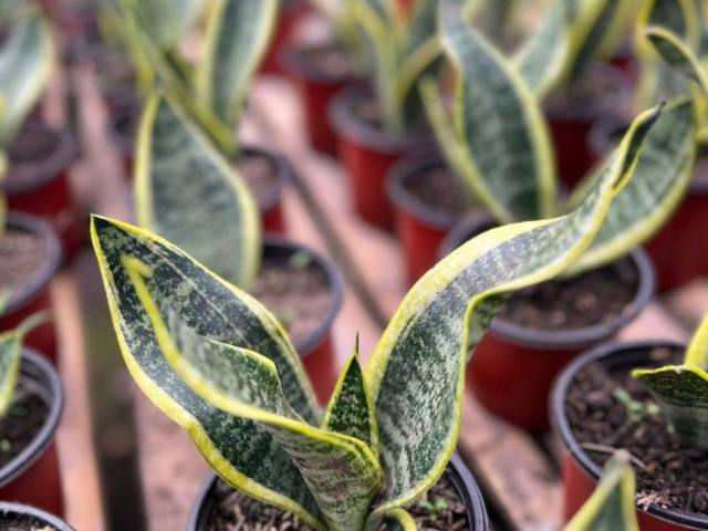 Lengua de Suegra (Sansevieria trifasciata) cultivada en Vivero Rose, Panamá
