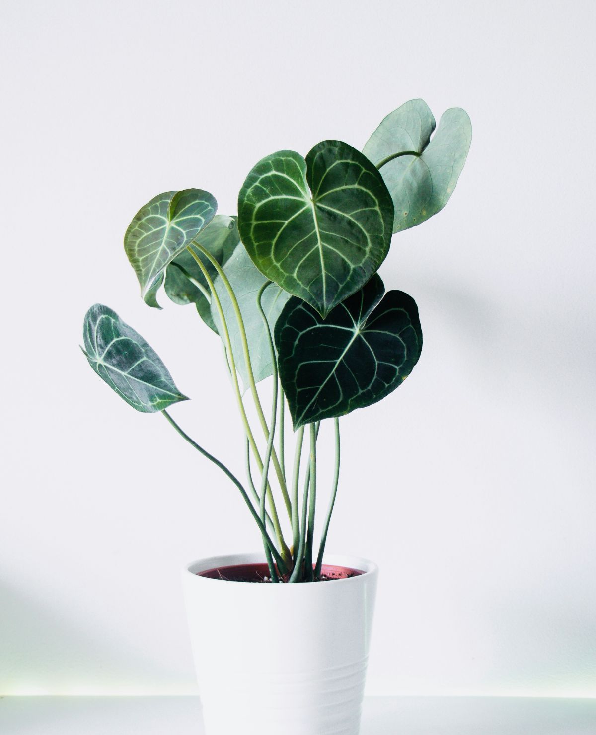 Millonaria (Anthurium clarinervium) cultivada en Vivero Rose, Panamá