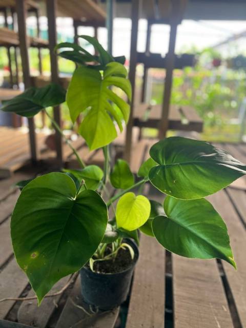 Monstera Deliciosa (Monstera deliciosa) cultivada en Vivero Rose, Panamá
