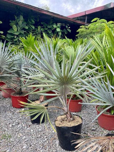 Palma Bismarckia (Bismarckia nobilis) cultivada en Vivero Rose, Panamá
