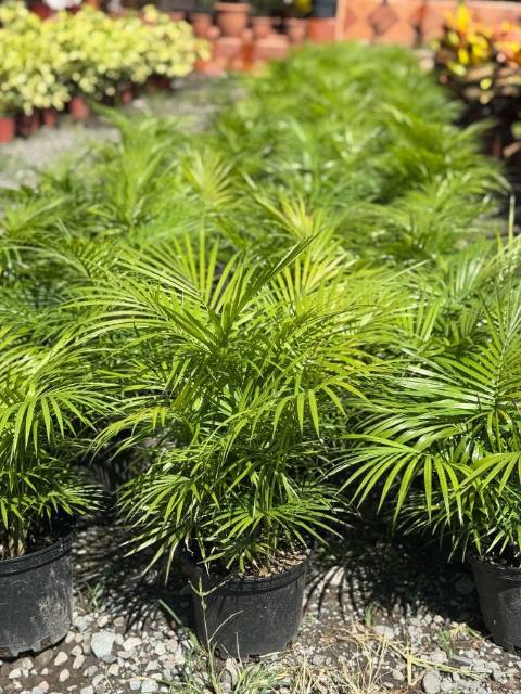 Palma Majestic (Ravenea rivularis) cultivada en Vivero Rose, Panamá