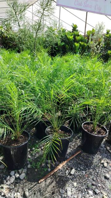 Palma Phoenix (Phoenix roebelenii) cultivada en Vivero Rose, Panamá